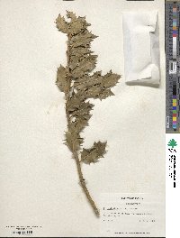 Image Associated With the Occurence
