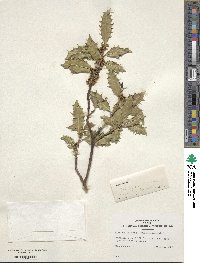 Image Associated With the Occurence
