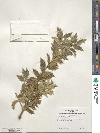 Image Associated With the Occurence