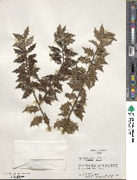 Image Associated With the Occurence
