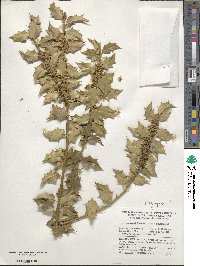 Image Associated With the Occurence