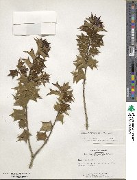 Image Associated With the Occurence