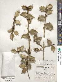 Image Associated With the Occurence
