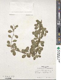 Ilex asprella image