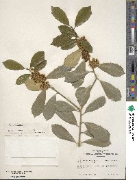 Ilex pseudoumbelliformis image