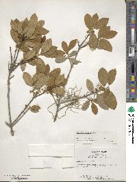 Ilex pseudoumbelliformis image