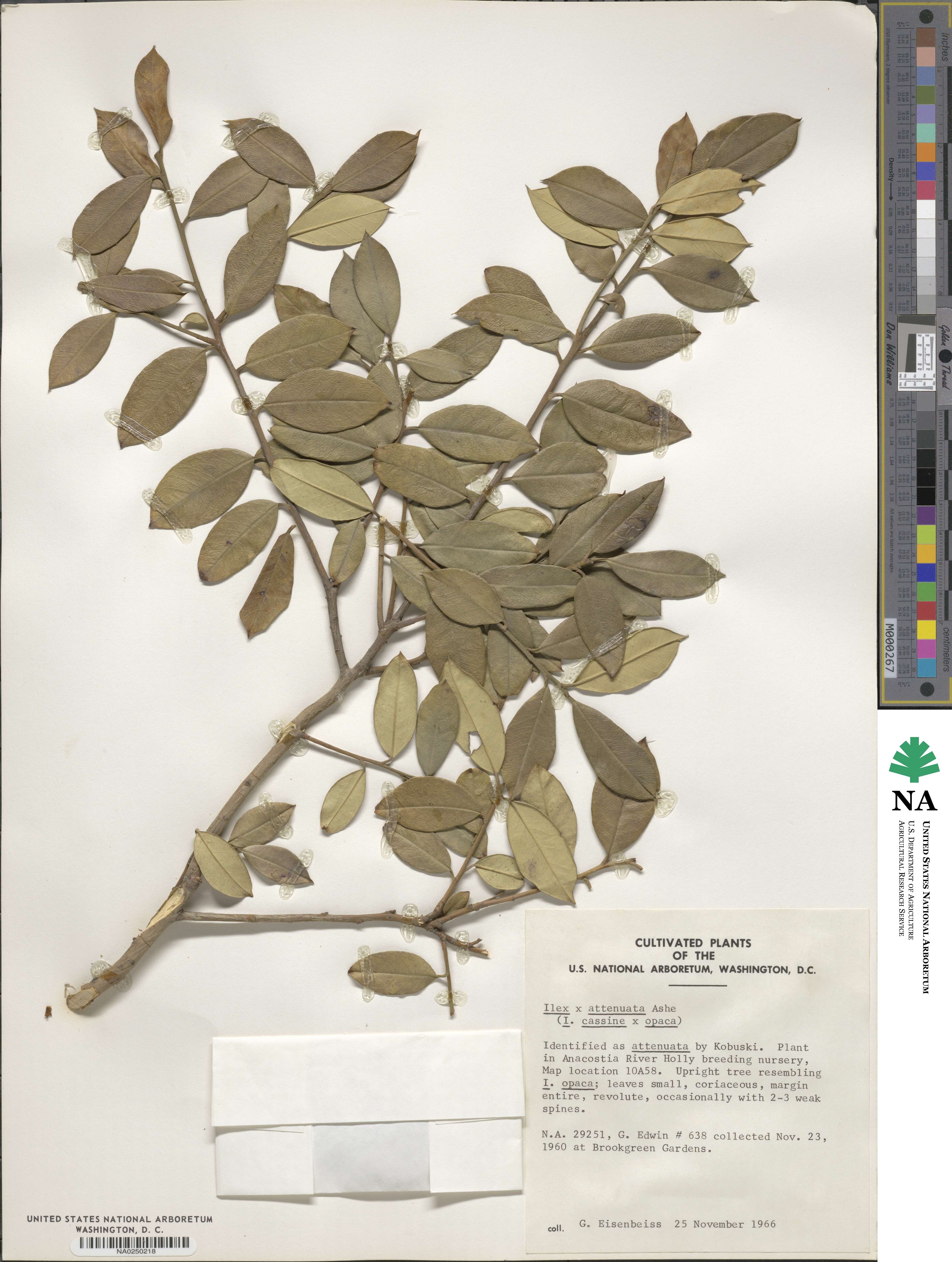 Ilex pseudoumbelliformis image