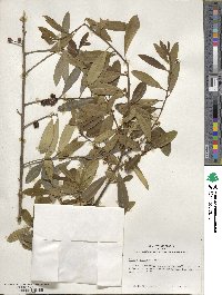 Ilex pseudoumbelliformis image