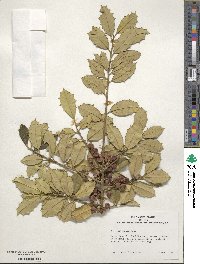 Ilex pseudoumbelliformis image