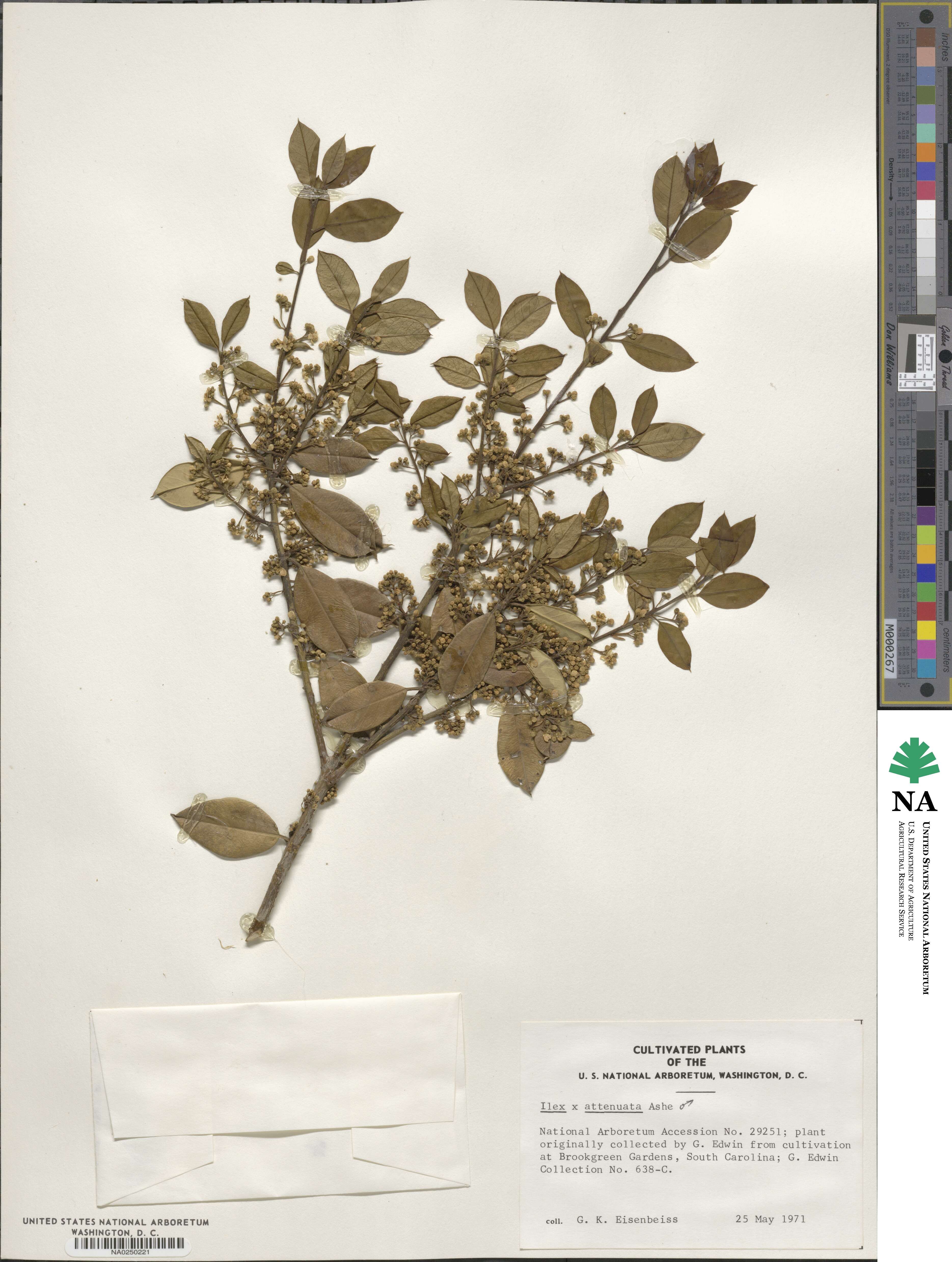 Ilex pseudoumbelliformis image