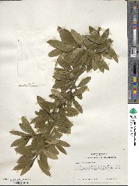 Ilex pseudoumbelliformis image