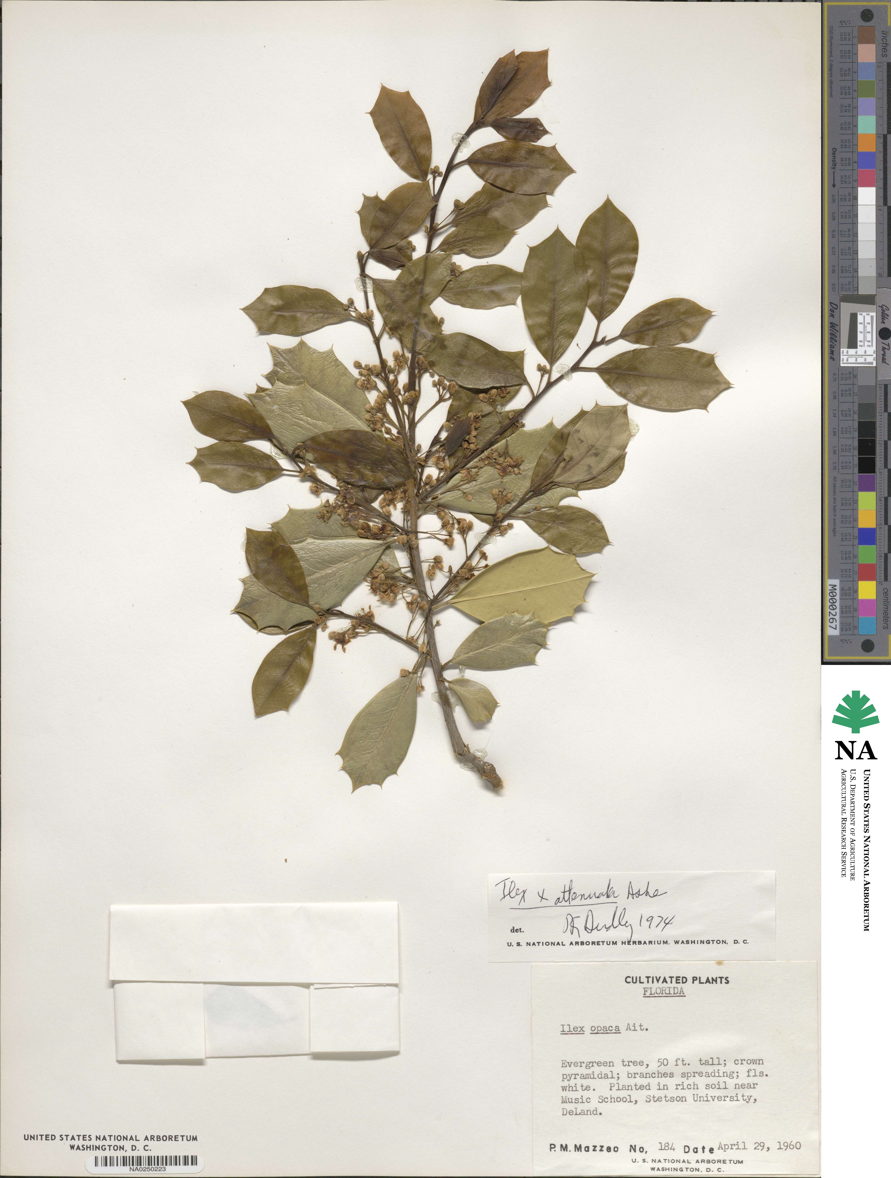 Ilex pseudoumbelliformis image