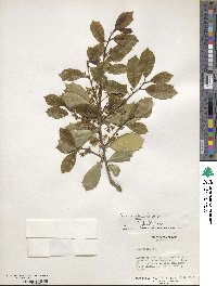 Ilex pseudoumbelliformis image