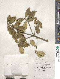 Ilex pseudoumbelliformis image