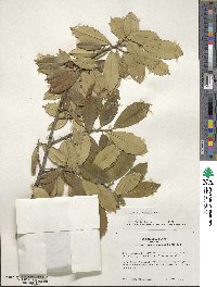 Ilex pseudoumbelliformis image