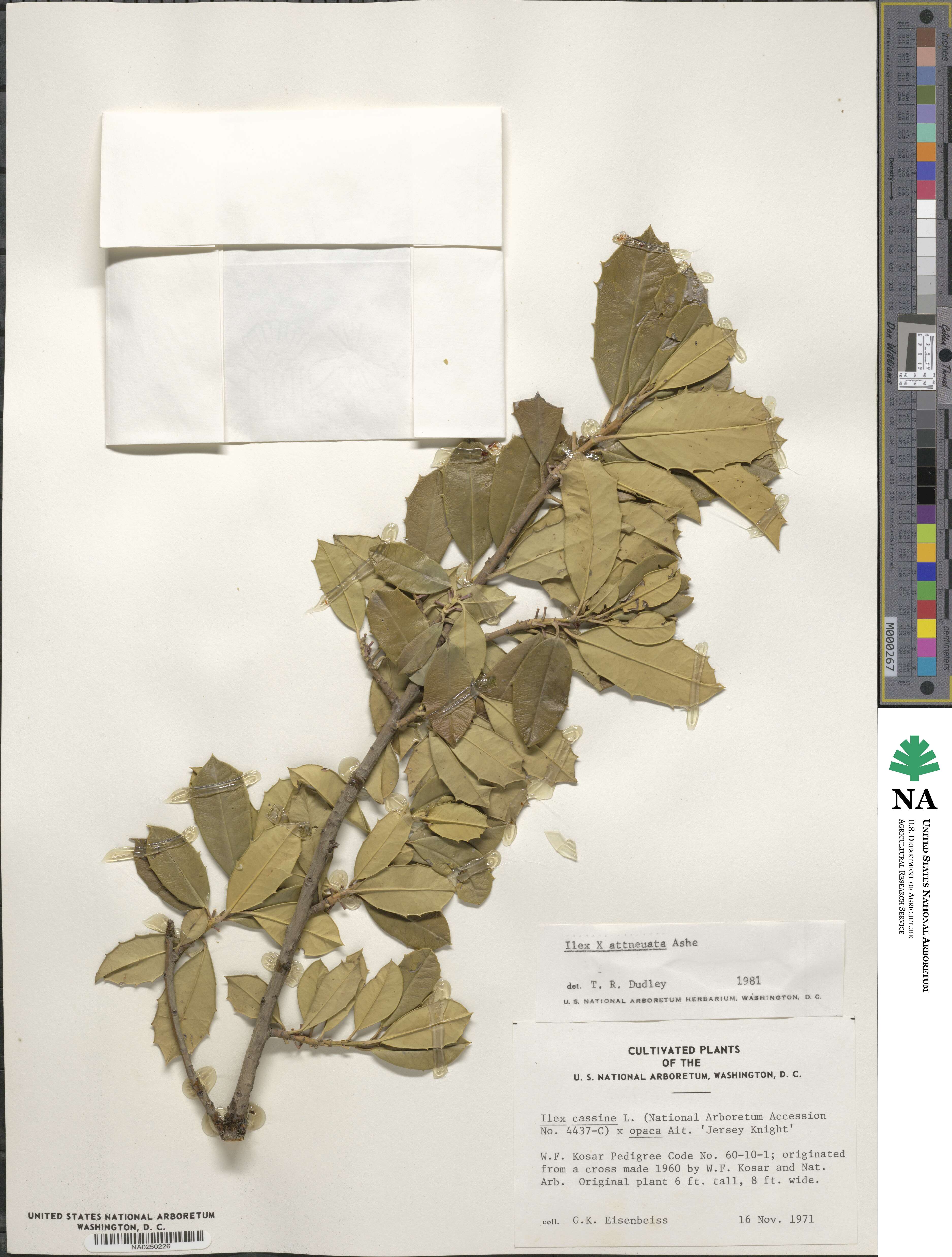 Ilex pseudoumbelliformis image