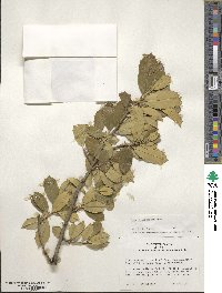 Ilex pseudoumbelliformis image