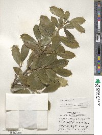 Ilex pseudoumbelliformis image