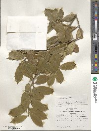 Ilex pseudoumbelliformis image