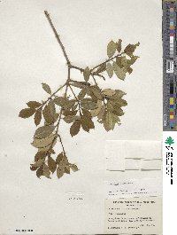 Ilex pseudoumbelliformis image