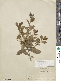 Ilex pseudoumbelliformis image