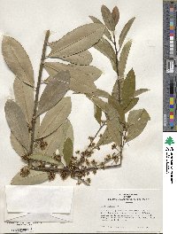 Ilex pseudoumbelliformis image