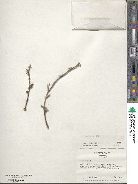 Ilex ambigua image