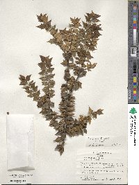 Ilex bioritsensis image