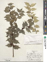 Ilex bioritsensis image