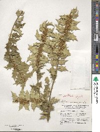 Ilex bioritsensis image