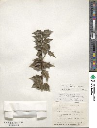 Ilex bioritsensis image