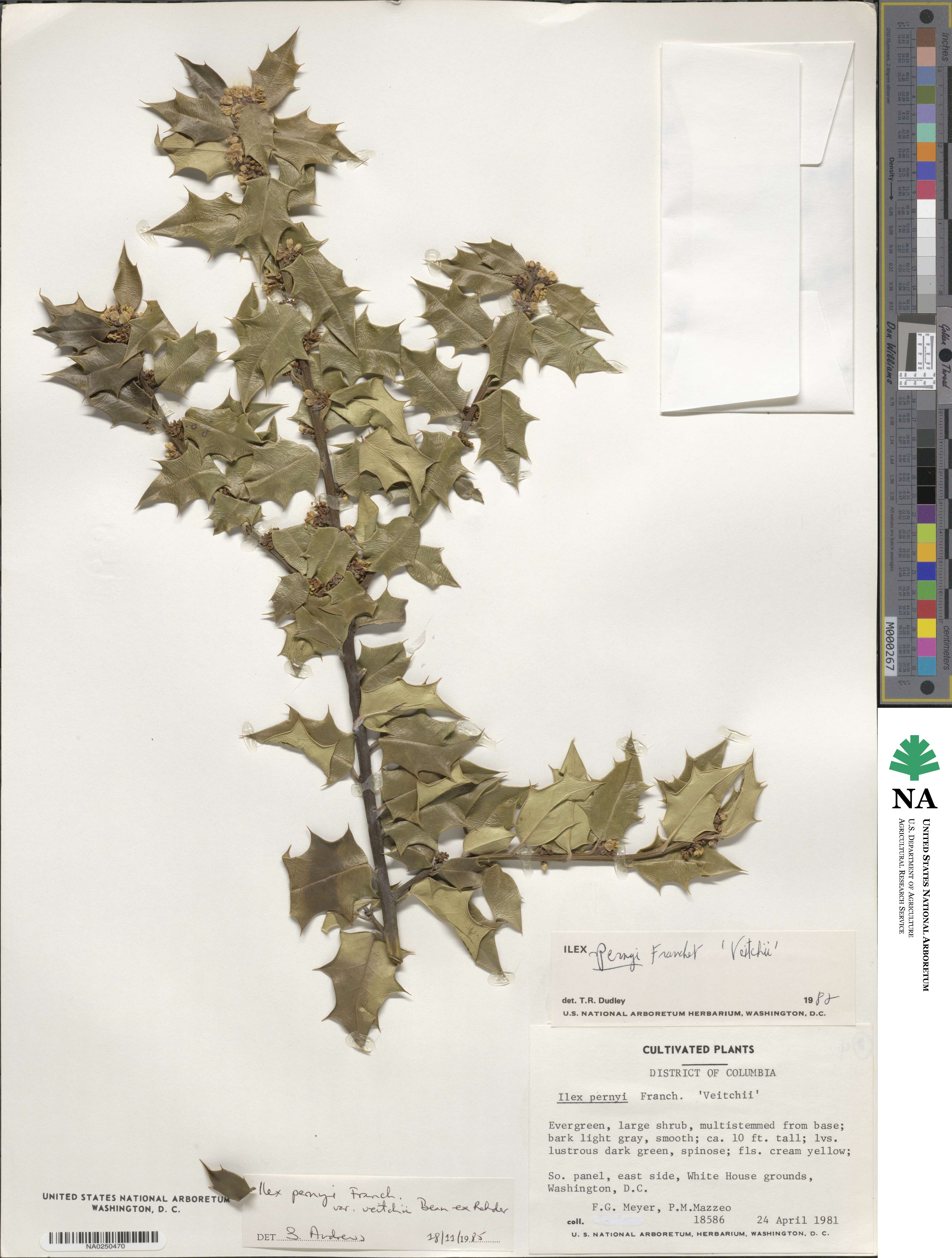 Ilex bioritsensis image