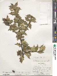 Ilex bioritsensis image