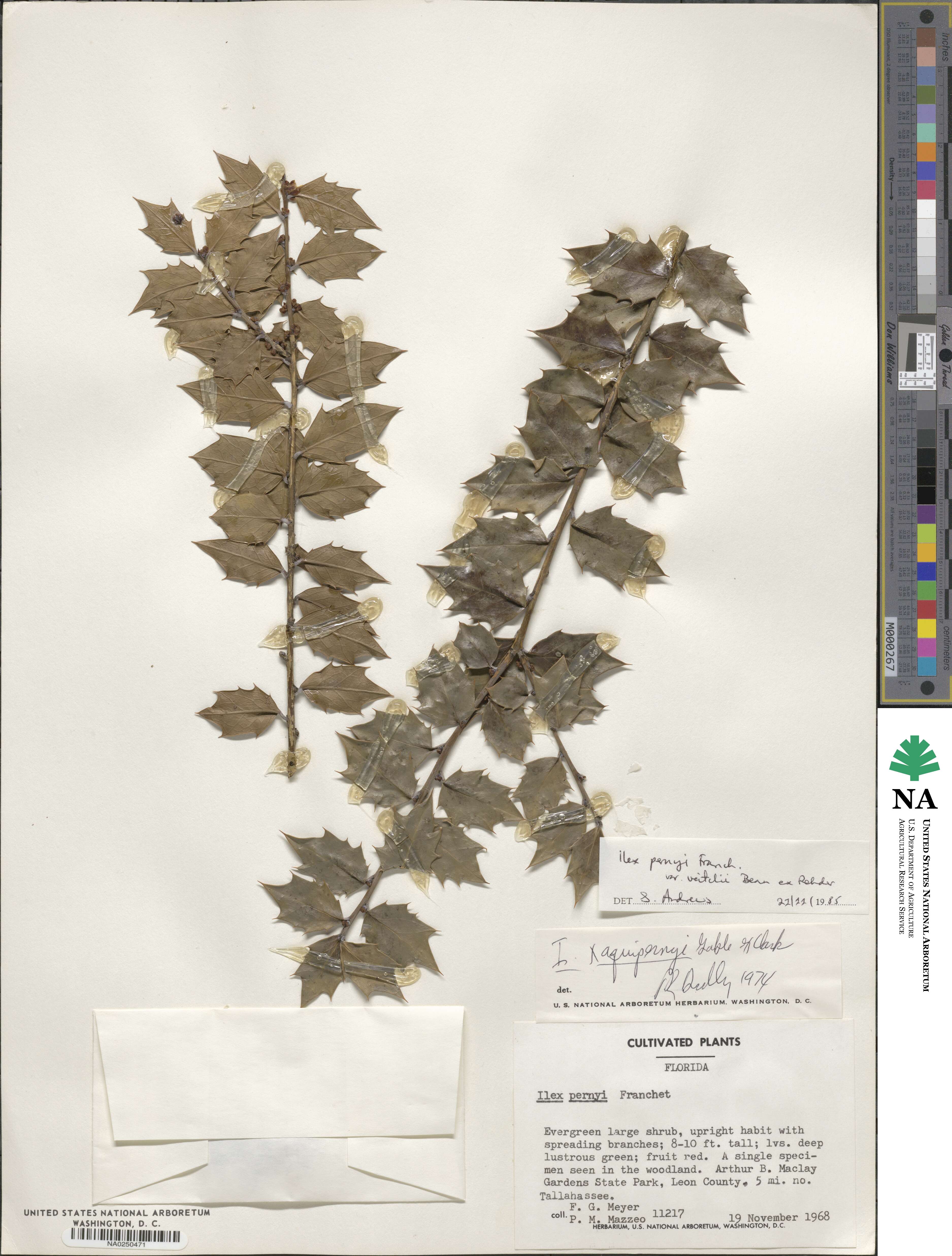 Ilex bioritsensis image