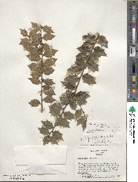 Ilex bioritsensis image