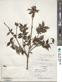 Ilex bioritsensis image