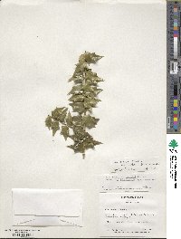 Ilex bioritsensis image