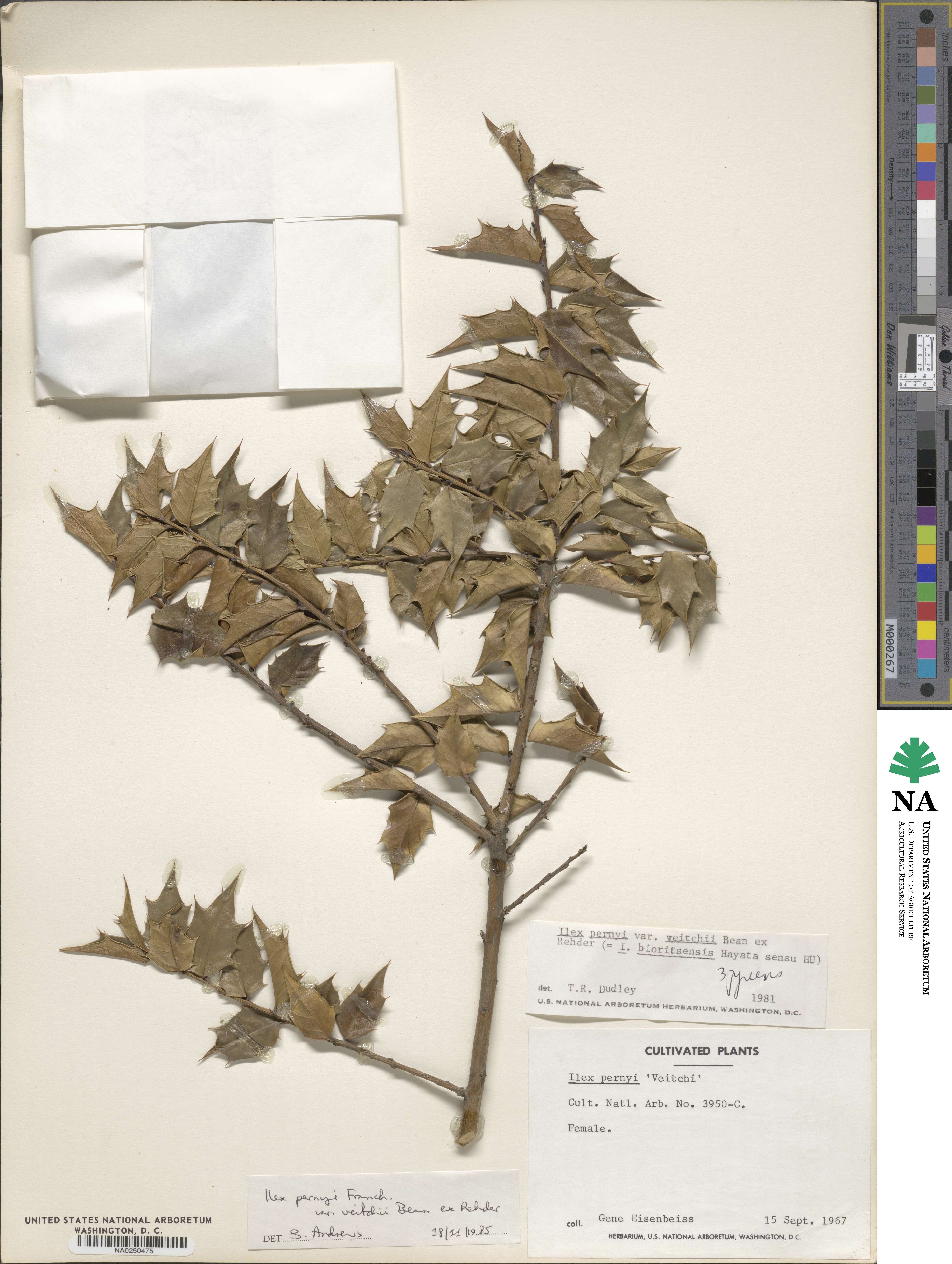 Ilex bioritsensis image