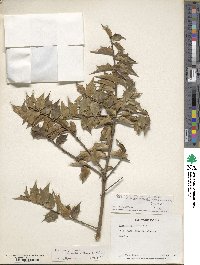 Ilex bioritsensis image