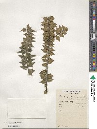 Ilex bioritsensis image