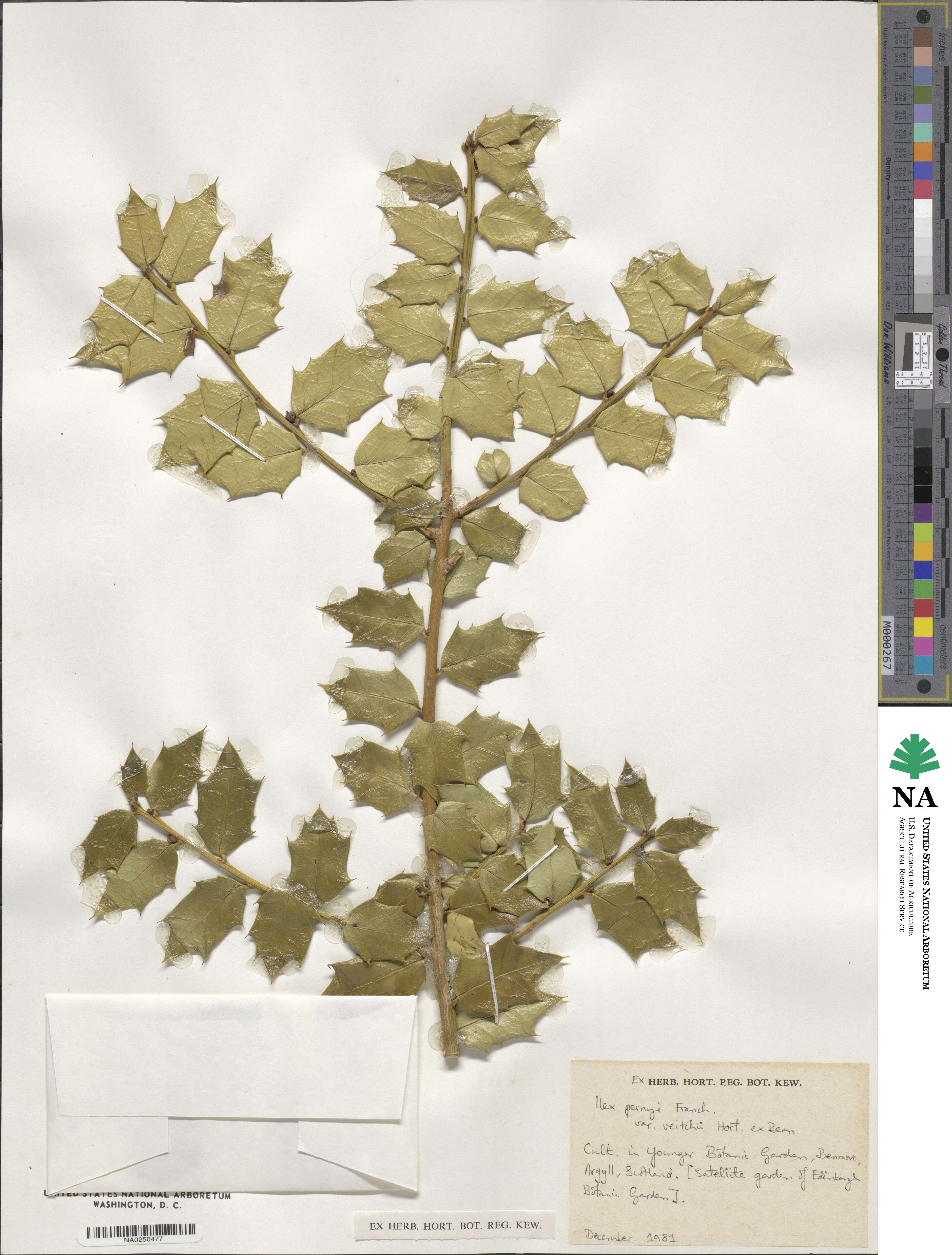 Ilex bioritsensis image