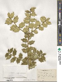 Ilex bioritsensis image