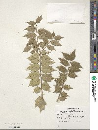 Ilex bioritsensis image