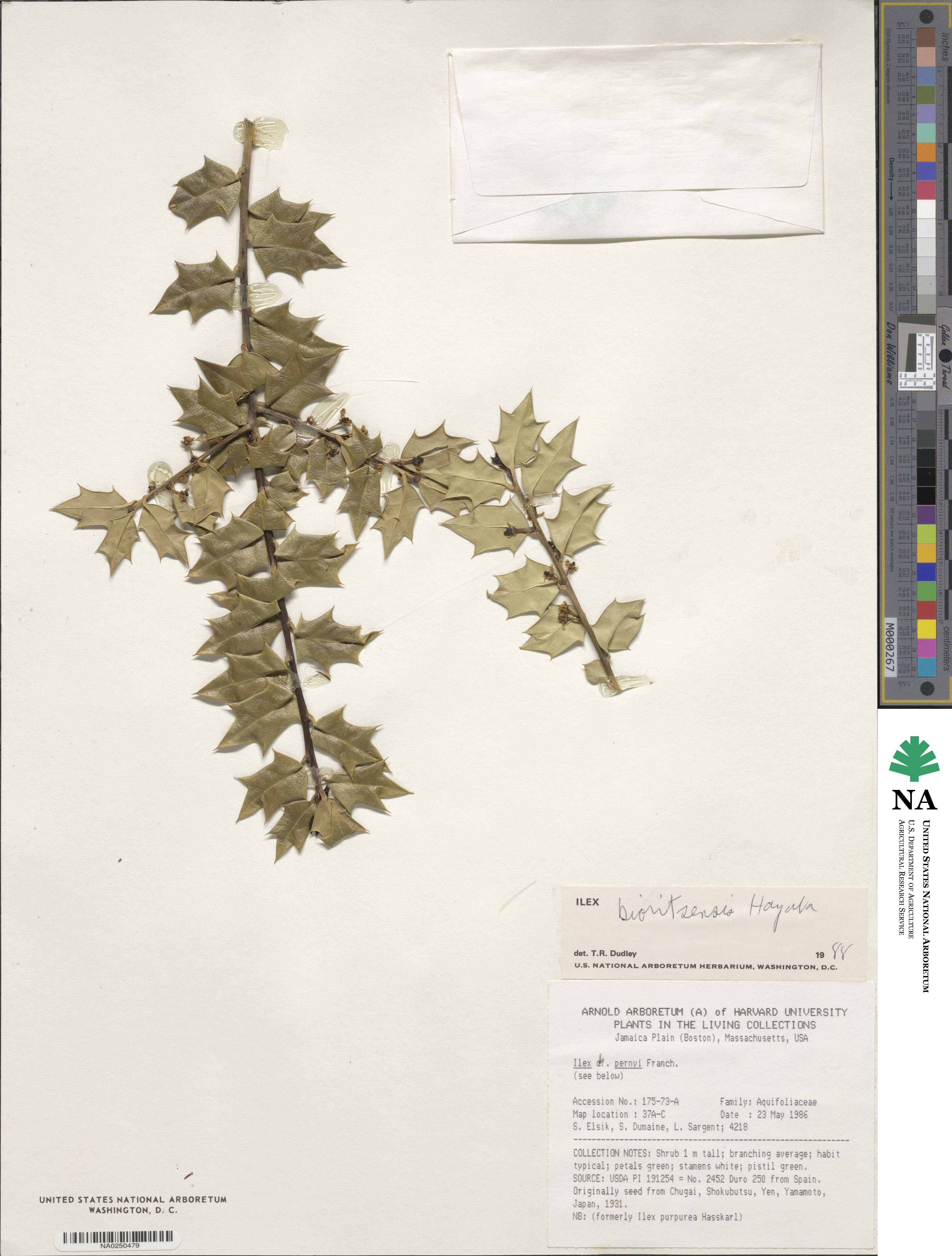 Ilex bioritsensis image