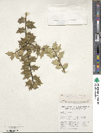 Ilex bioritsensis image