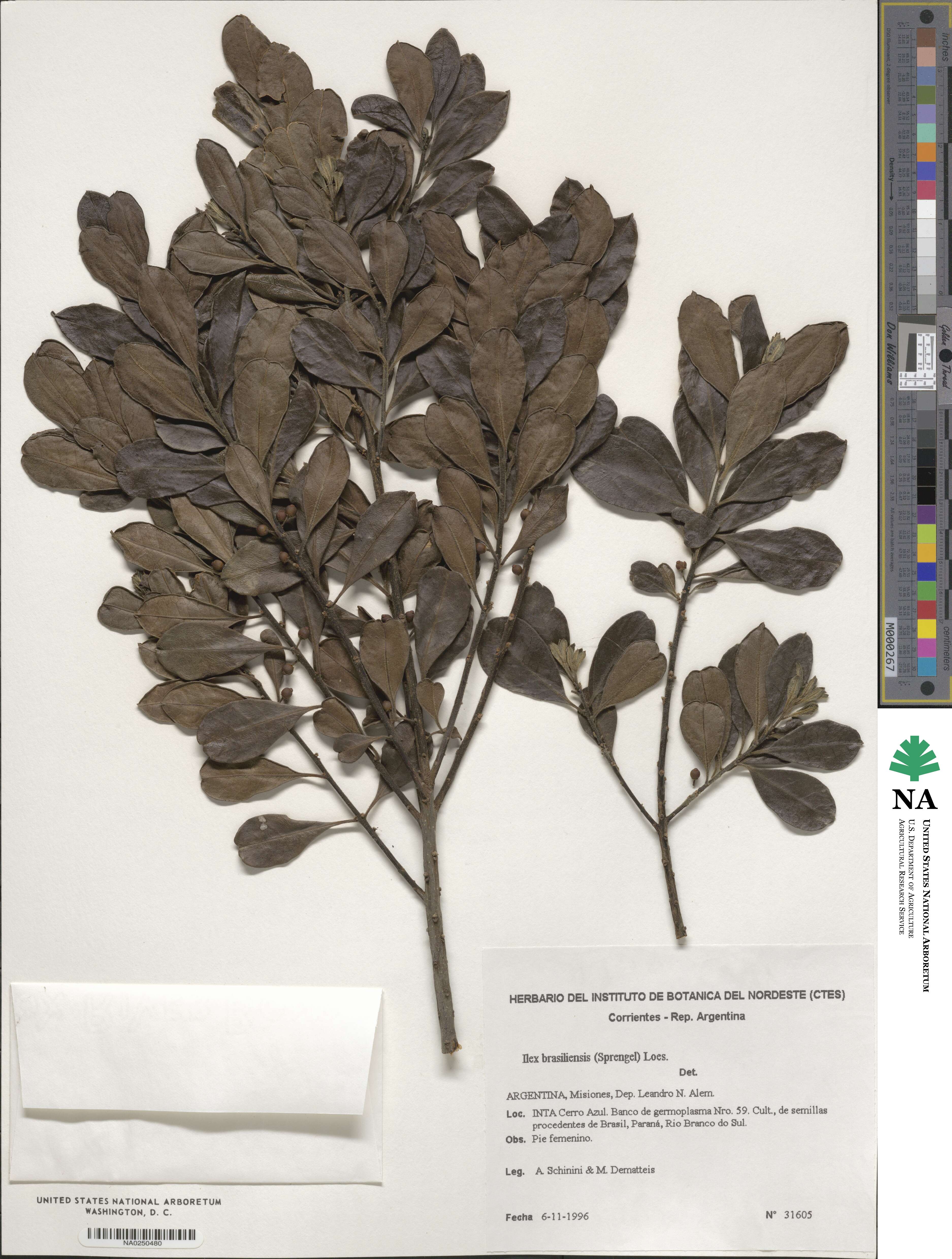 Ilex brasiliensis image