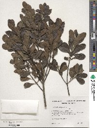 Image of Ilex brasiliensis