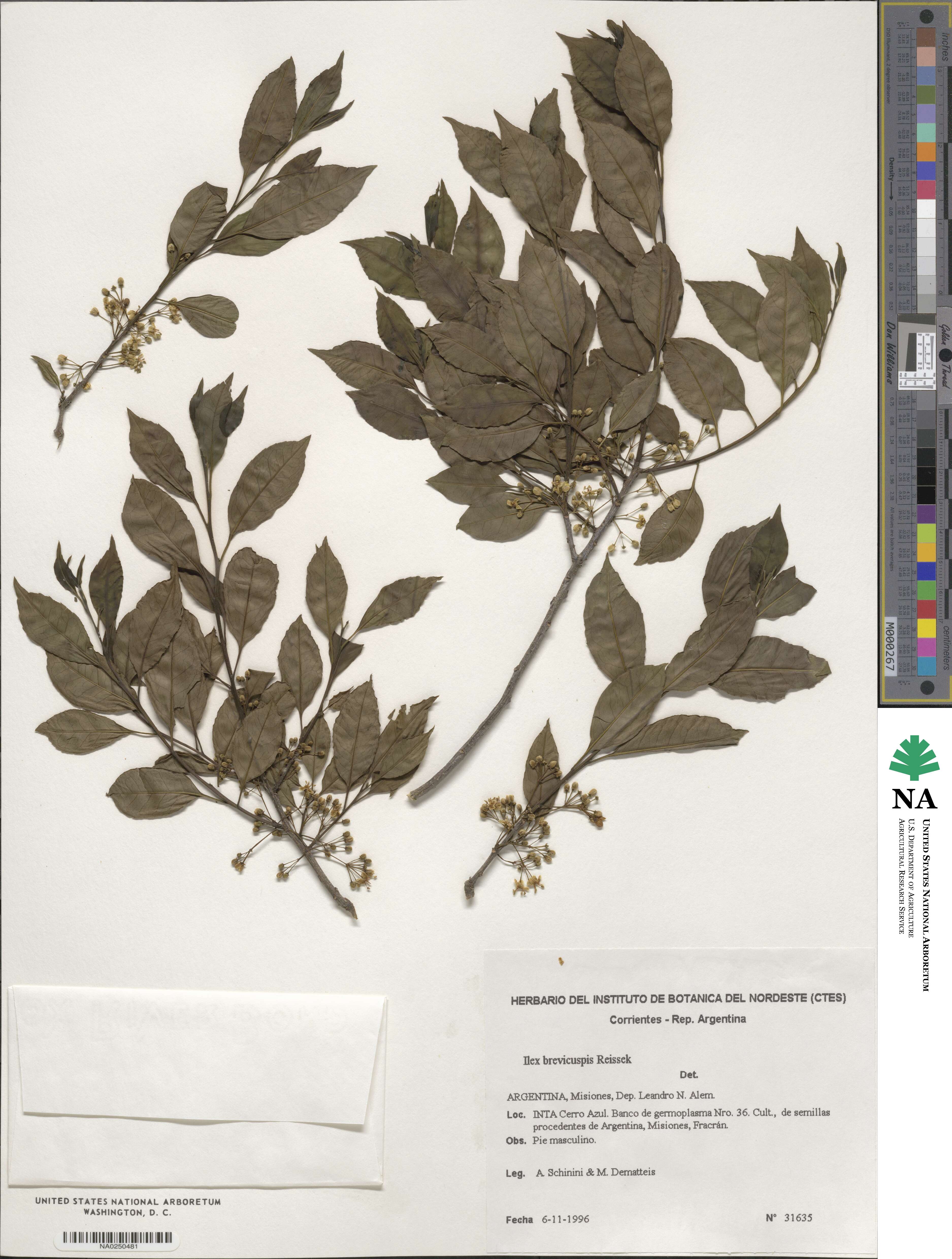 Ilex brevicuspis image