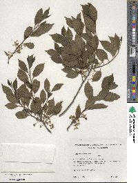 Image of Ilex brevicuspis