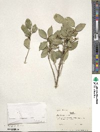 Ilex buergeri image